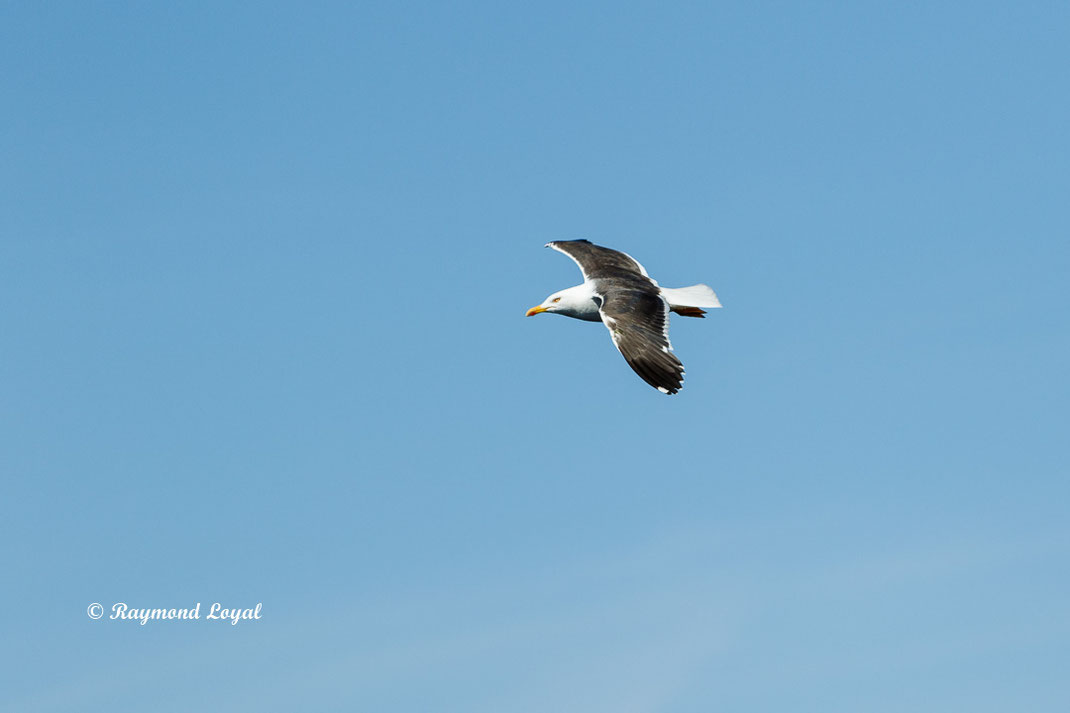 heringsmoewe vogel flug