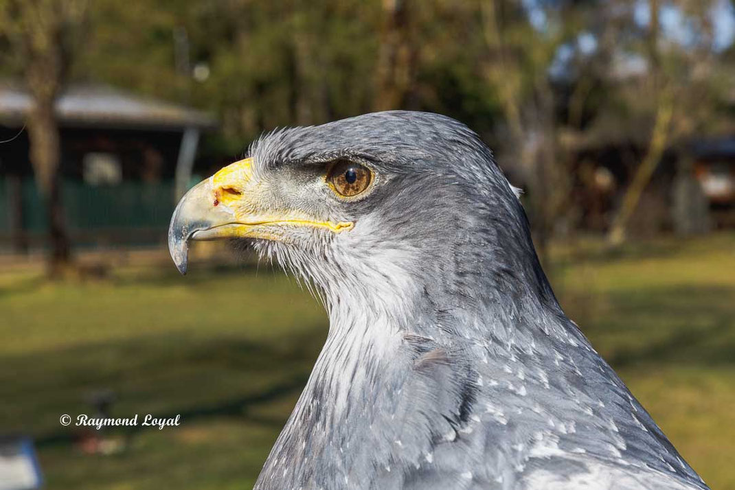 blaubussard kordillerenadler vogel portrait