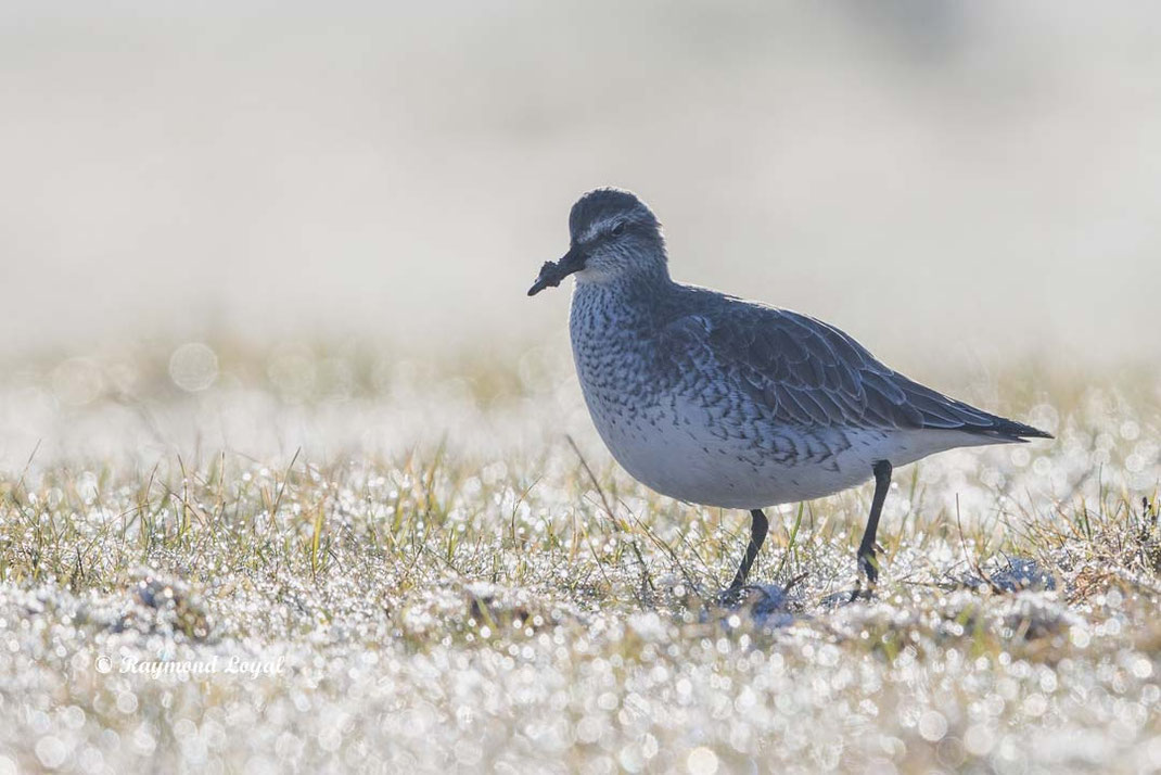 knutt vogel stehen rasenflaeche