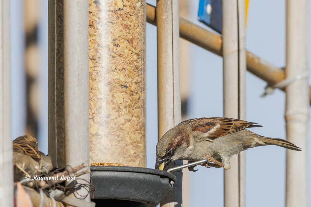 haussperling sitzt an futtersaeule