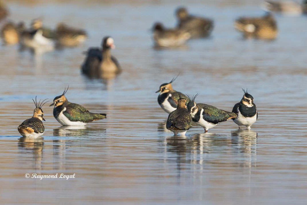 kiebitz vogel wasser