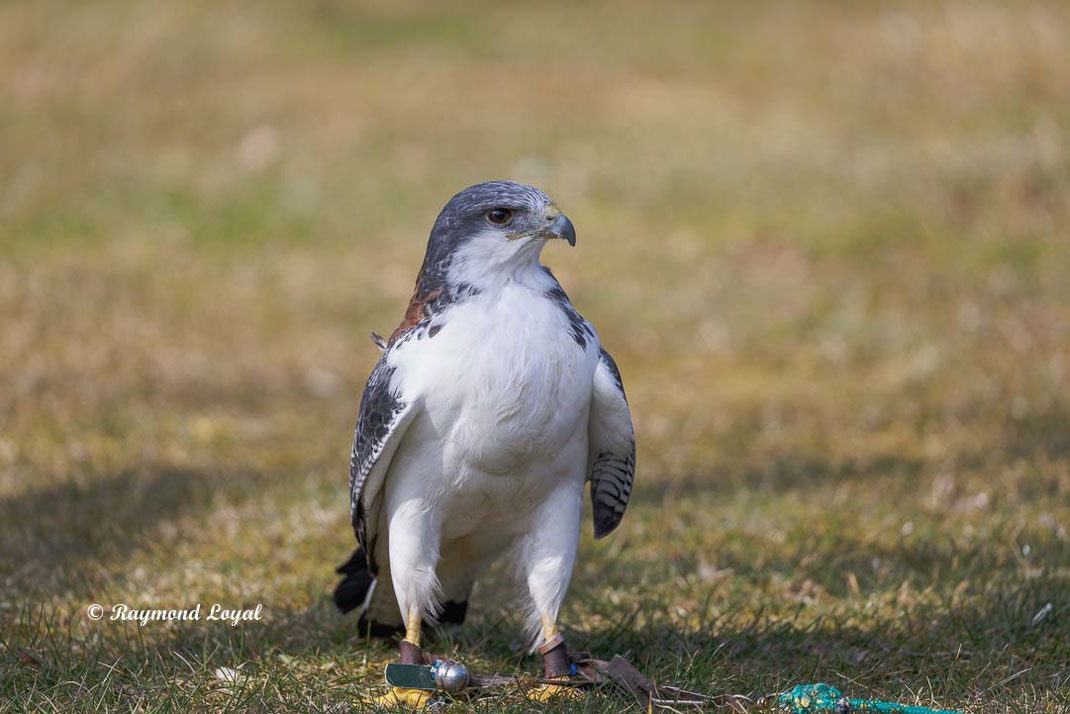 rotrueckenbussard auf wiese