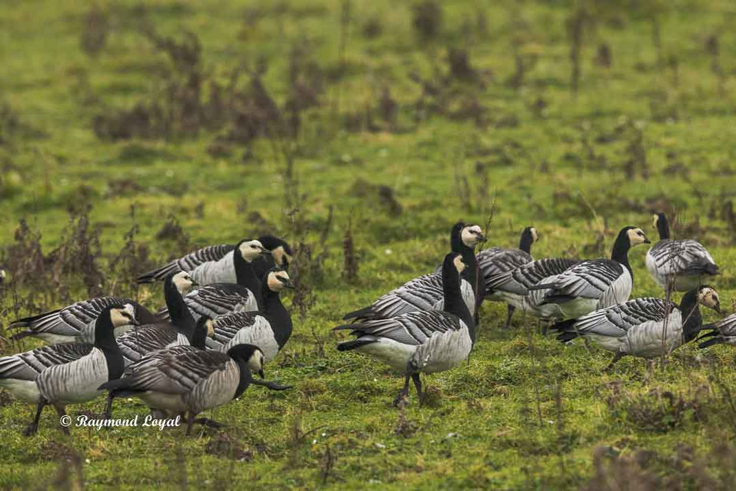 nonnengans vogel weidegrund