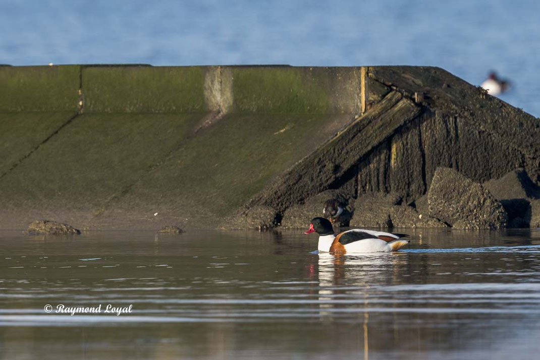 brandgans gans vogel wasser schwimmen