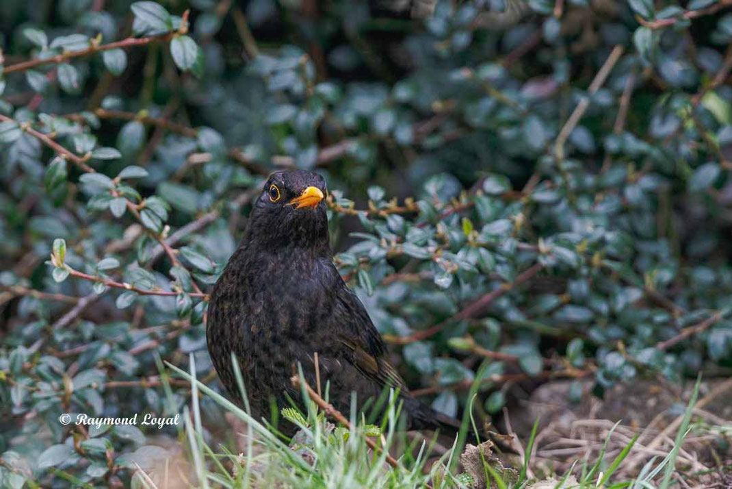 amsel im garten