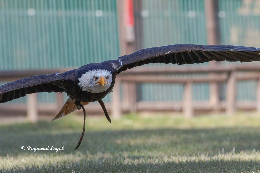 weisskopfseeadler im flug