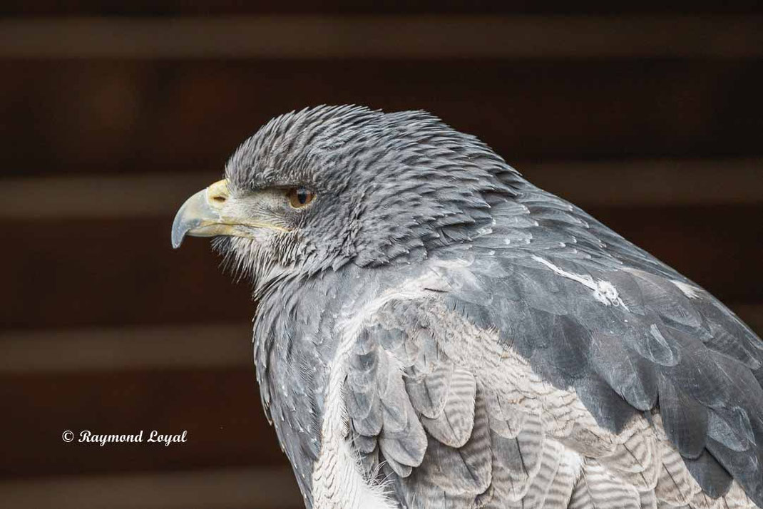 blaubussard vogel portrait