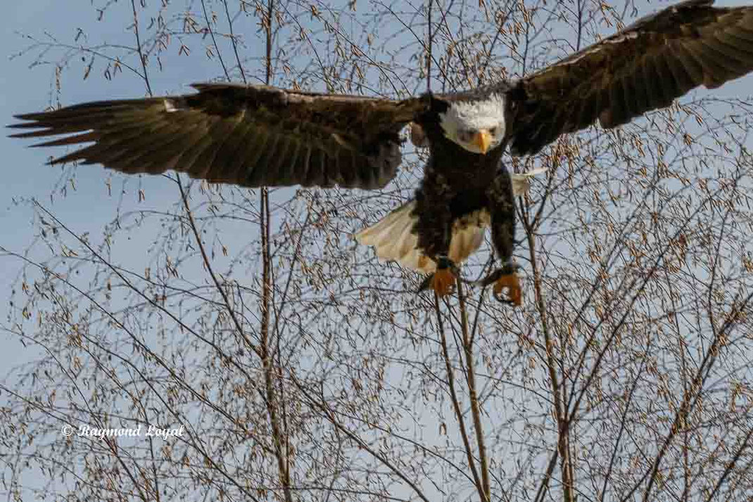 weisskopfseeadler im sturzflug