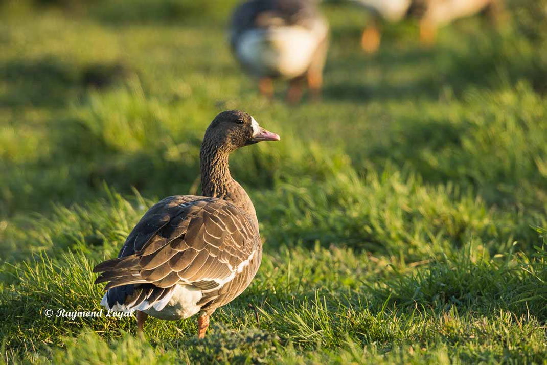 blaessgans anser albifrons