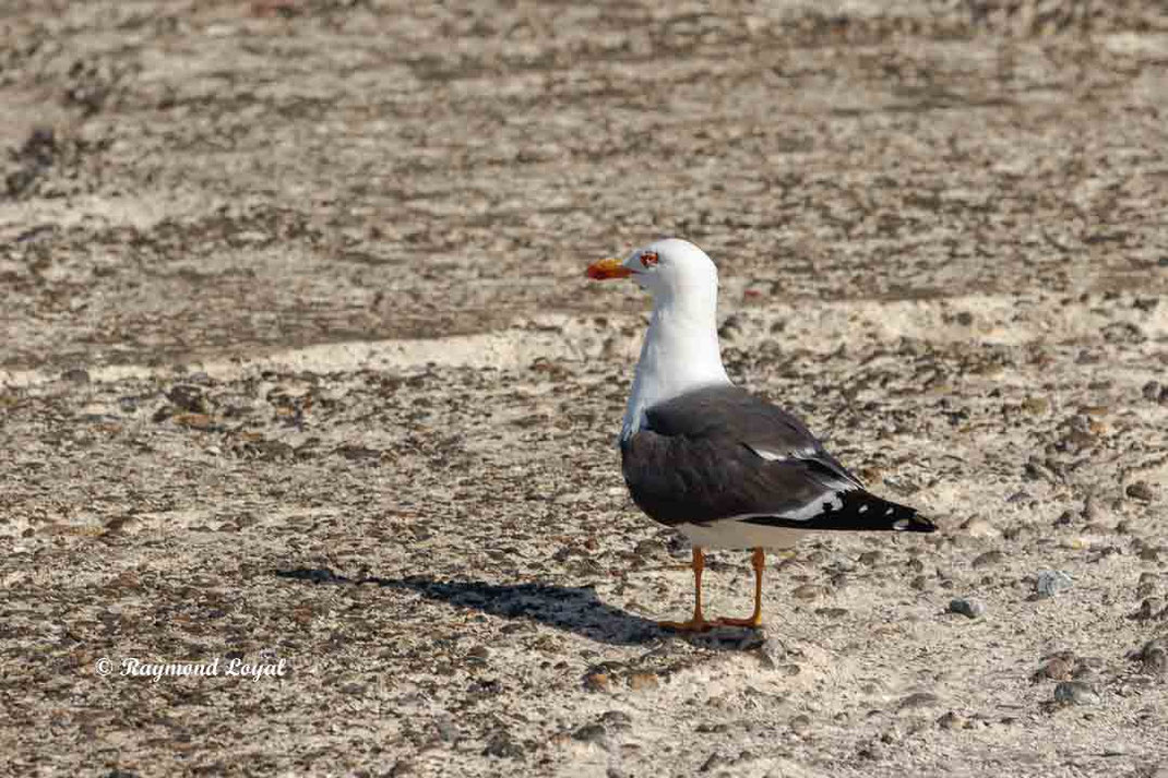 heringsmoewe vogel