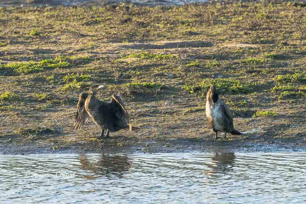 kormoran trocknet gefieder am wasser
