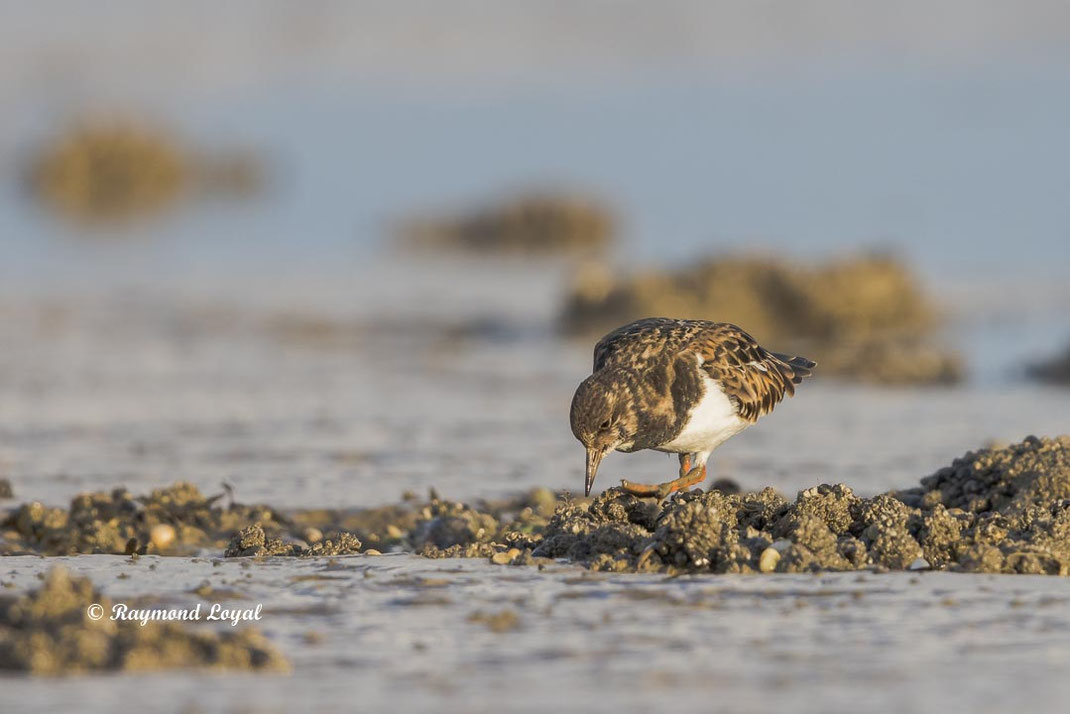 steinwaelzer watvogel steine wasser