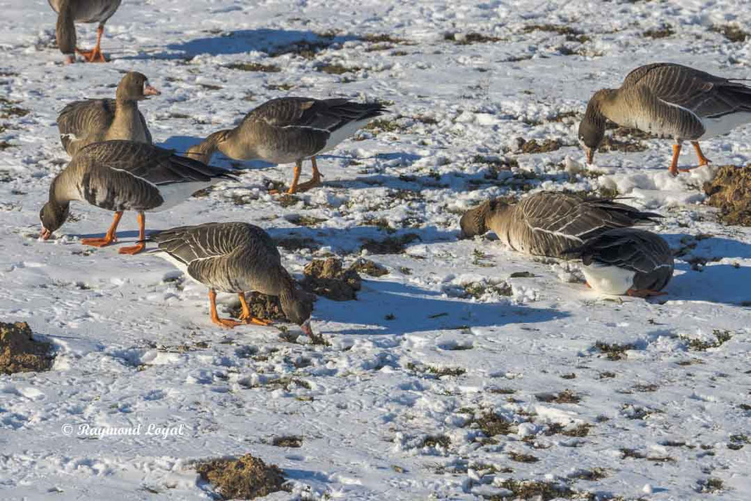 blaessgaense auf schneefeld