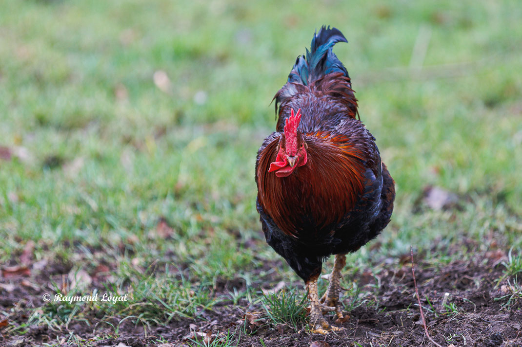 hahn huehnervogel wiese gras
