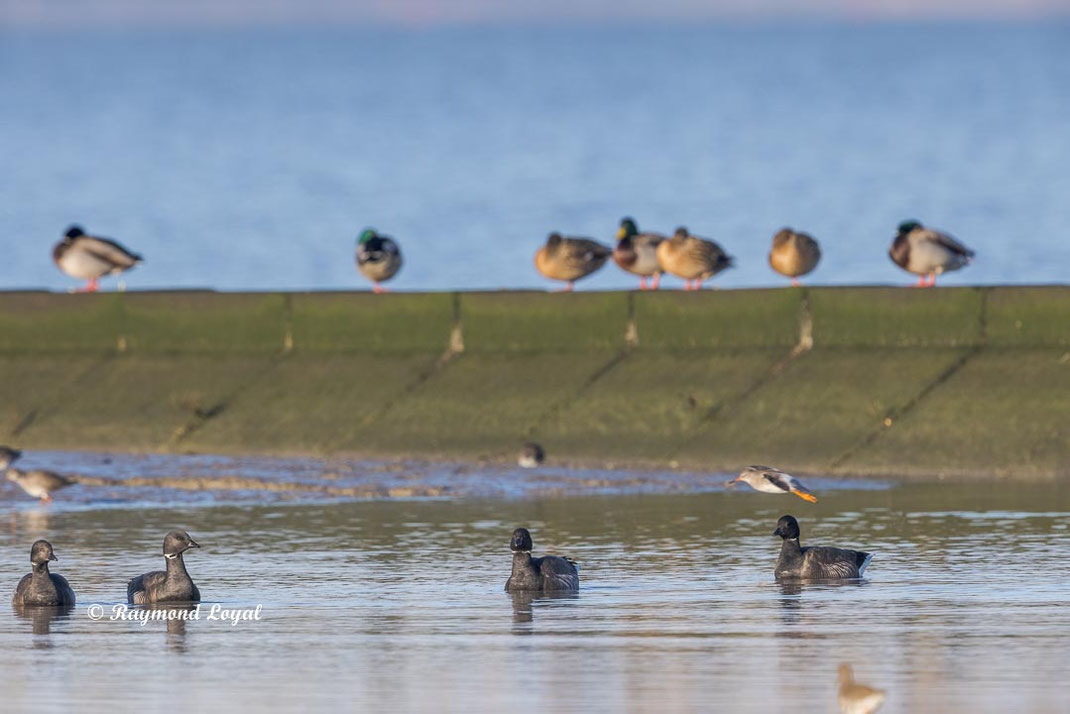ringelgans vogel schwimmt im flachwasser