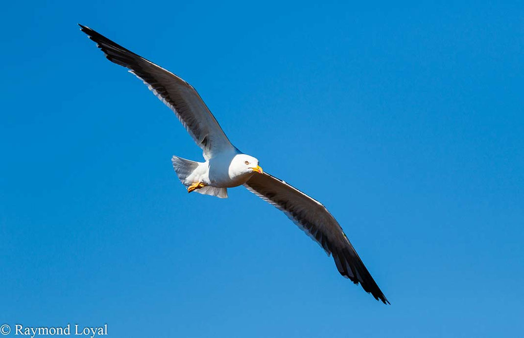 Lesser black-backed gull Larus fuscus