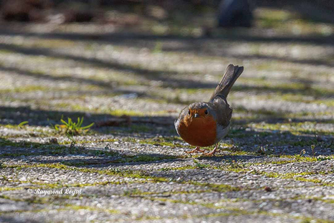 rotkehlchen bei nahrungssuche