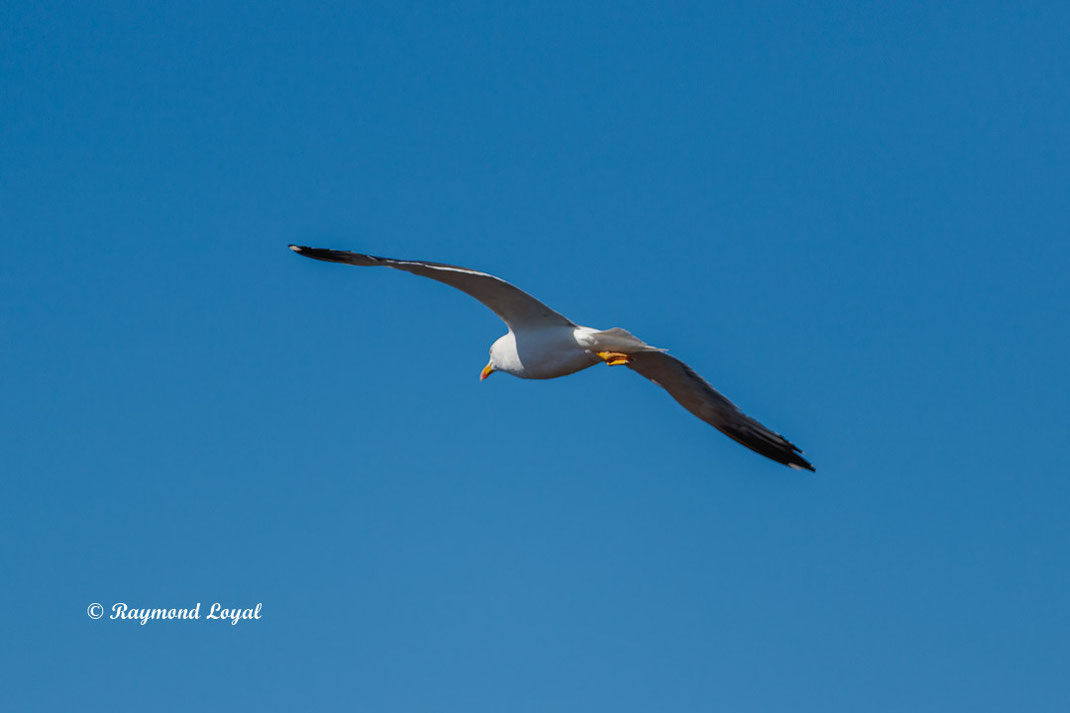 heringsmoewe vogel flug