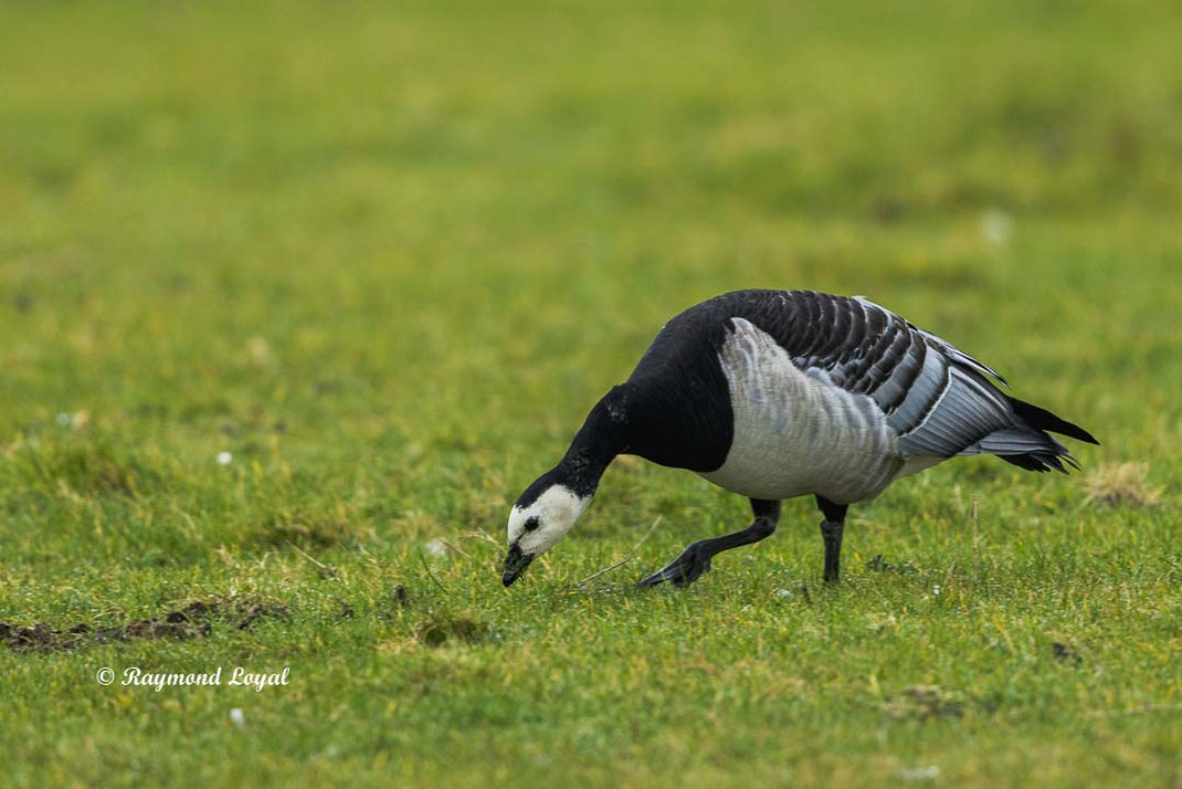 nonnengans branta leucopsis vogel wiese