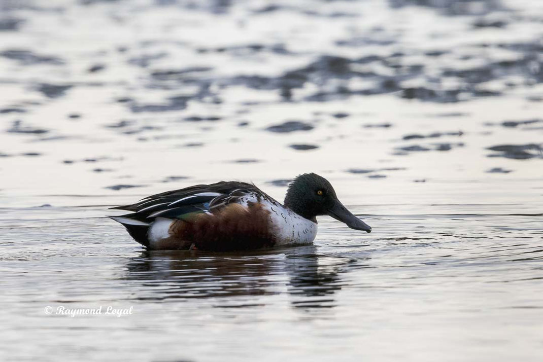 loeffelente schwimmt wasser