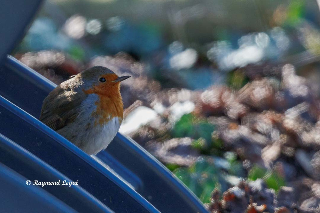 rotkehlchen im garten