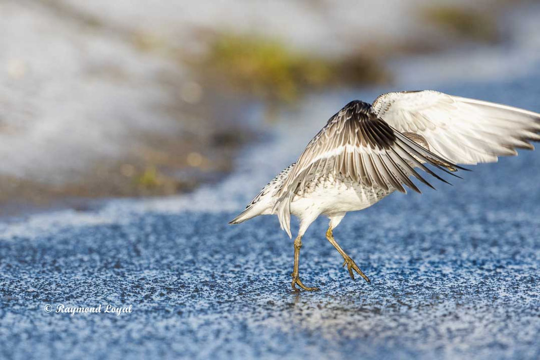 knutt vogel stehen auf eisflaeche mit geoeffneten fluegeln