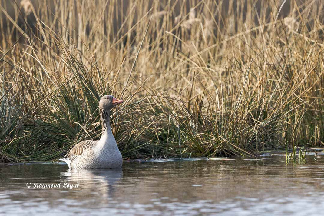 graugans im wasser