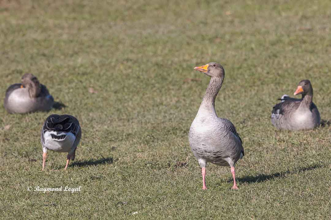graugans auf gruener wiese