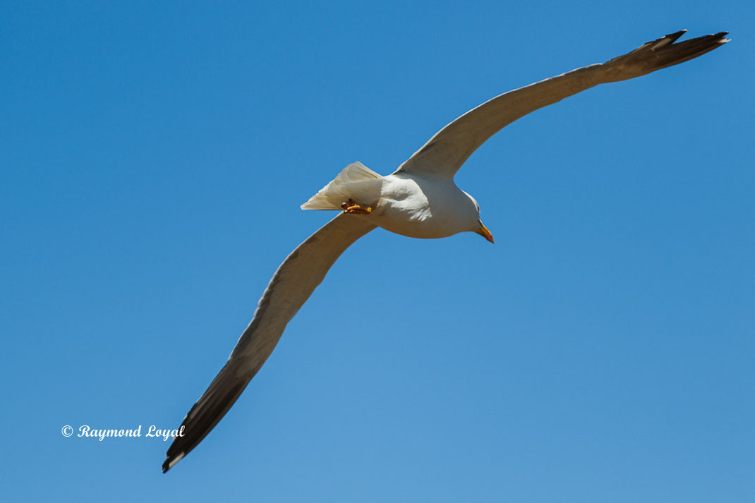 heringsmoewe vogel flug