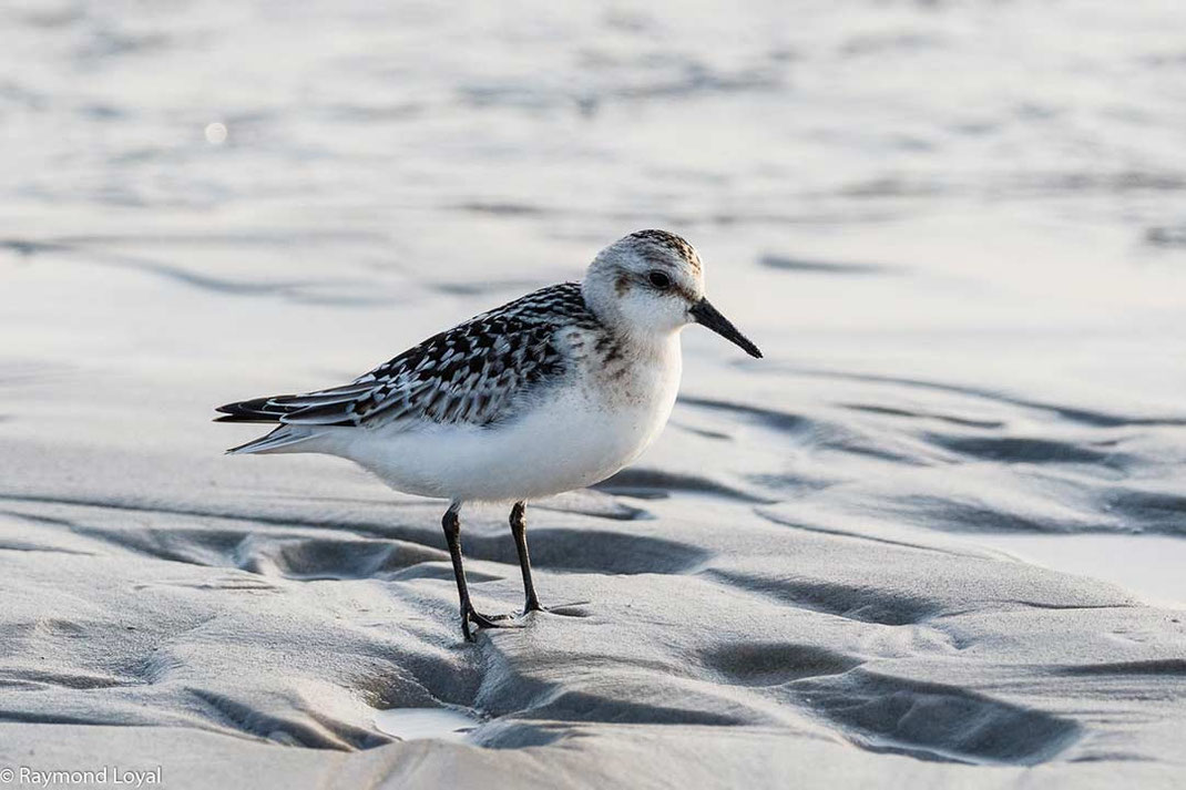 sanderling vogel wattenmeer