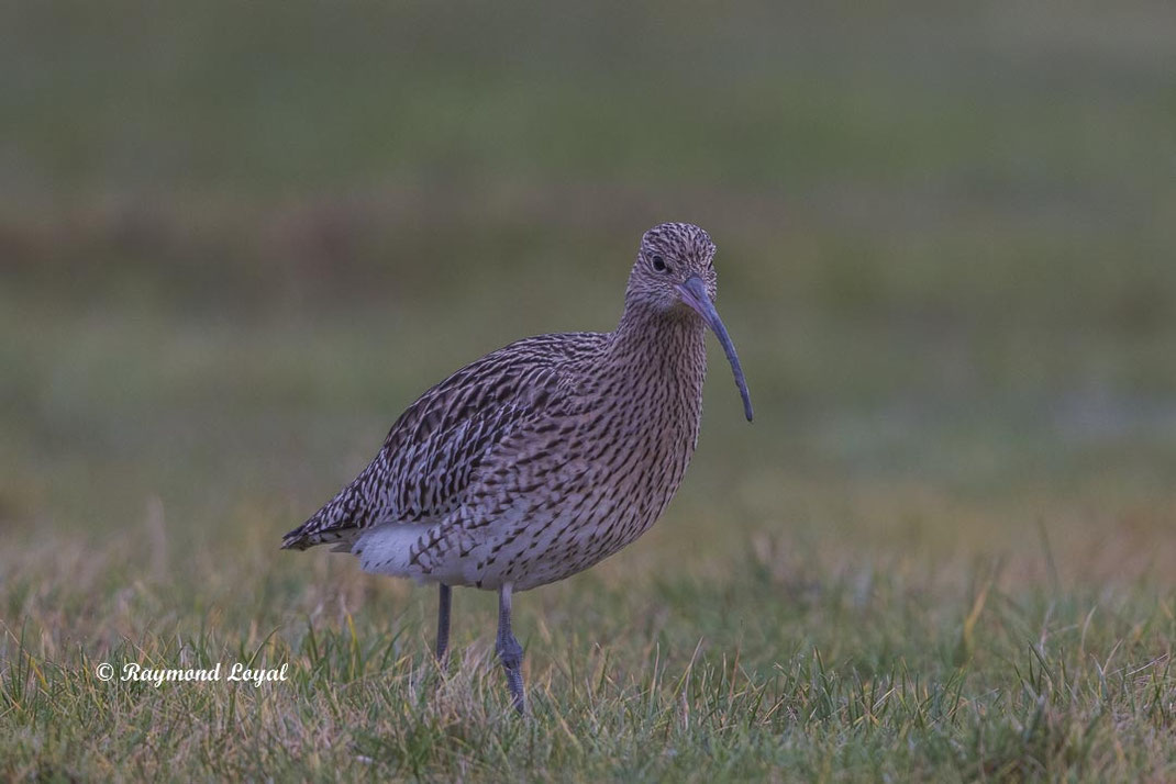 grosser brachvogel vogel wiese