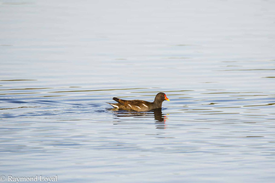 teichhuhn schwimmen wasser