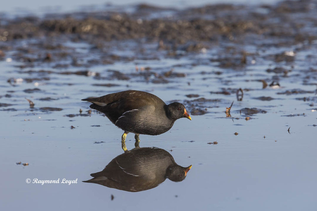 teichralle vogel wasser spiegelung
