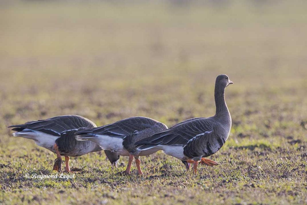 blaessgans vogel feld