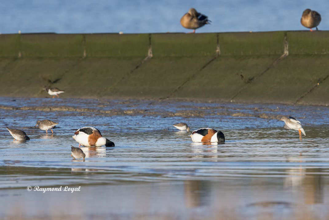 common shelduck in water