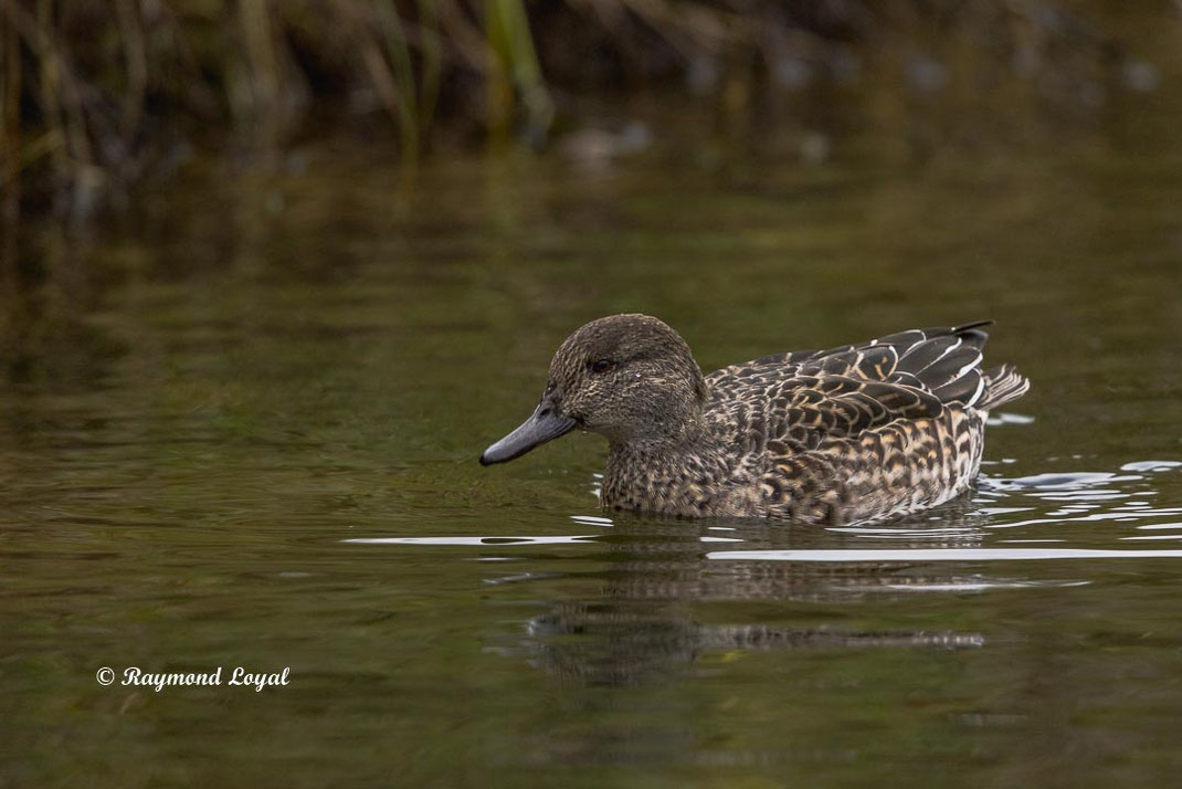 krickente vogel wasser