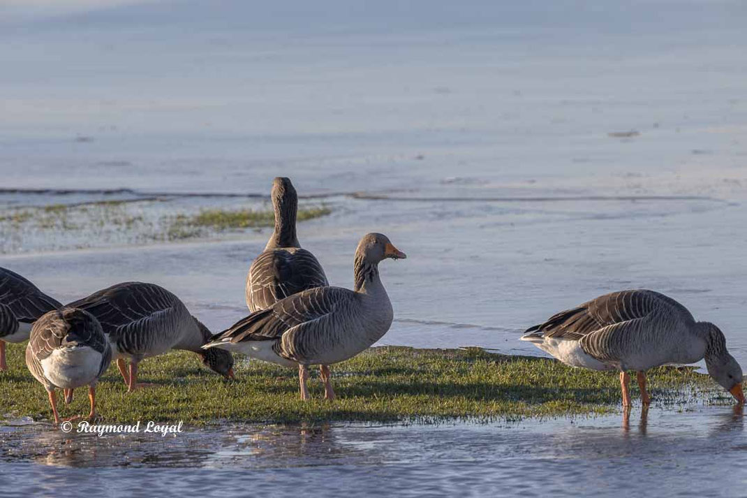 graugans am wasser