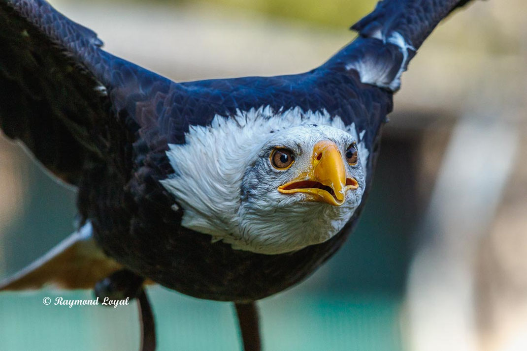 weisskopfseeadler im flug
