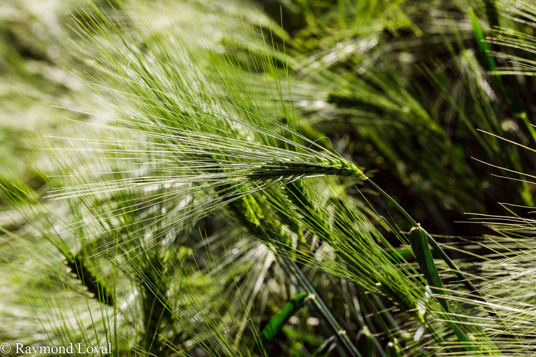 natur fotografie