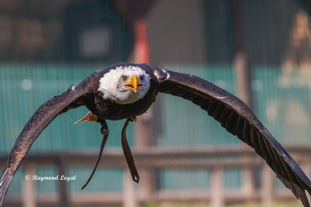 weisskopfseeadler im flug