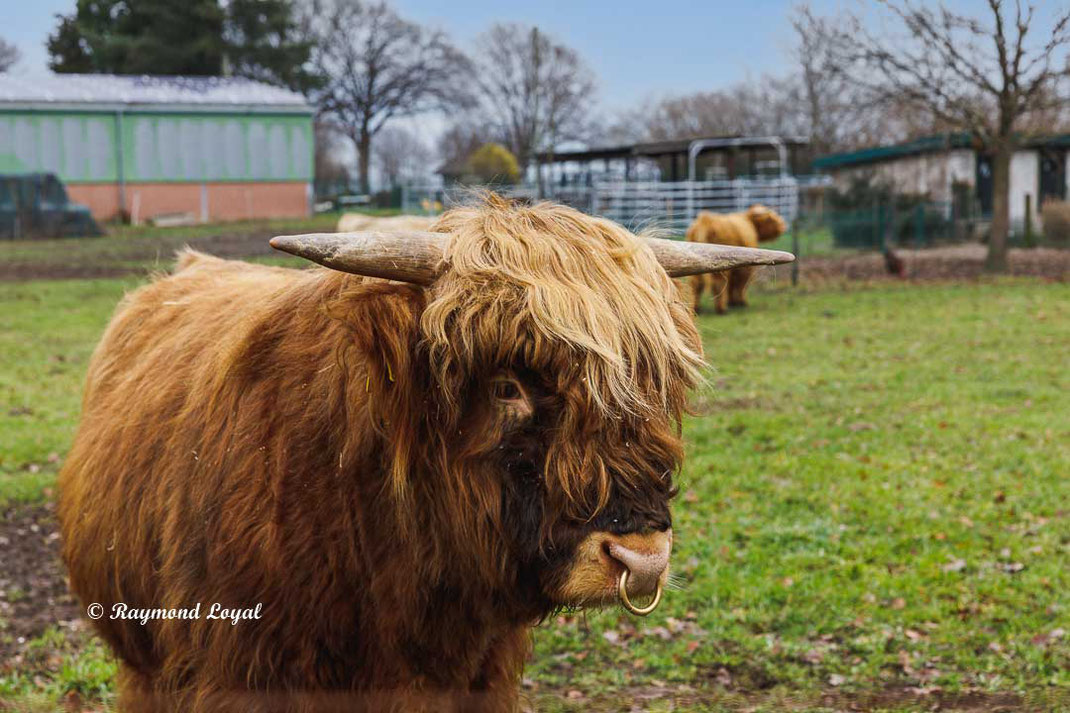 scottisch highland cattle rinderrasse