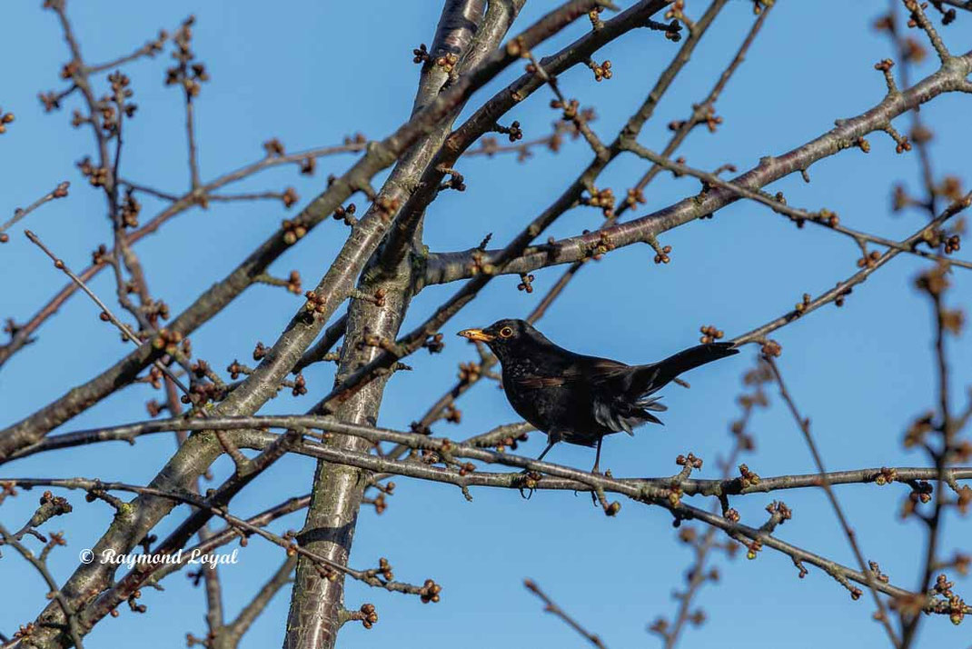 amsel sitzt in baum