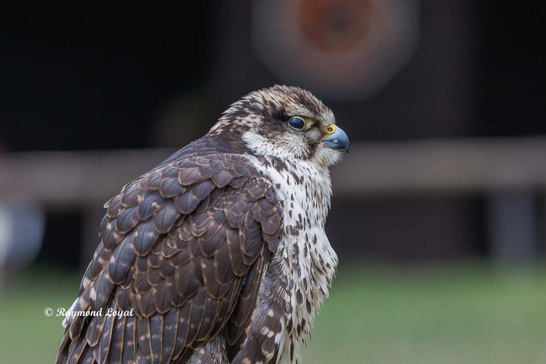 sakerfalke kopf portrait