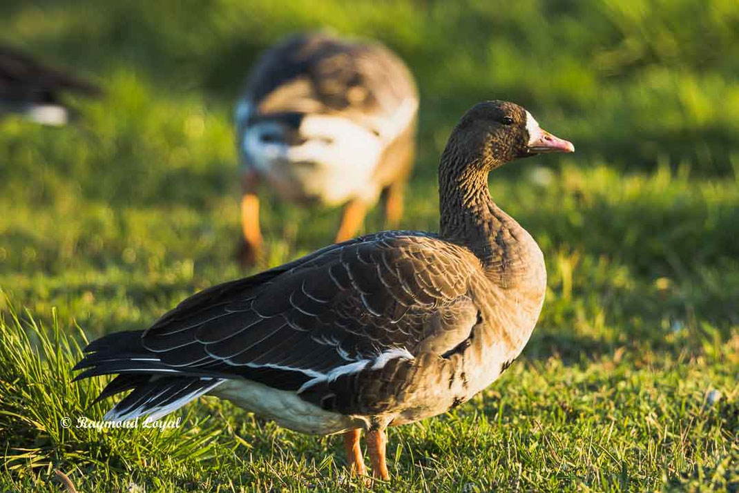 blaessgans anser albifrons