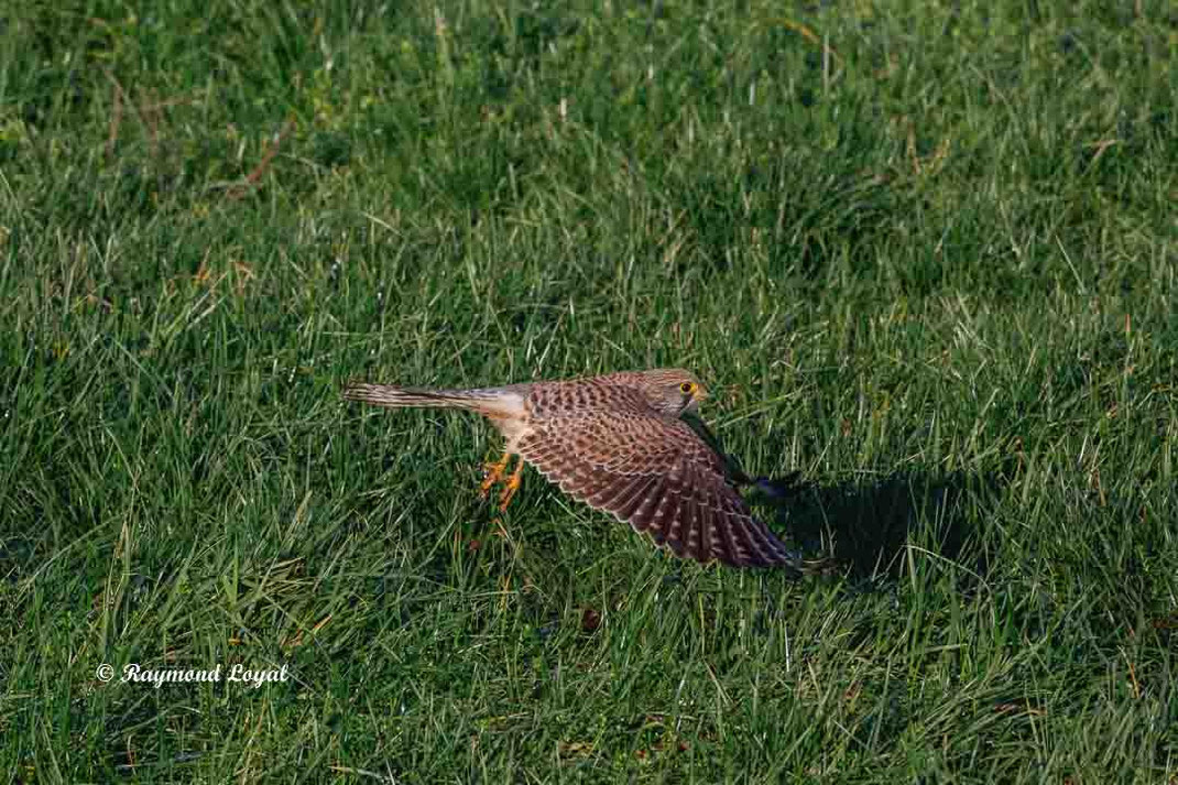 turmfalke falke vogel flug wiese
