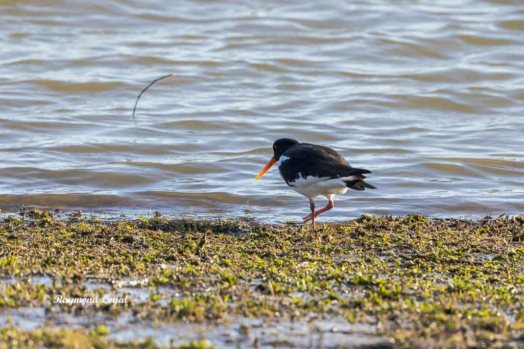austernfischer am wasser