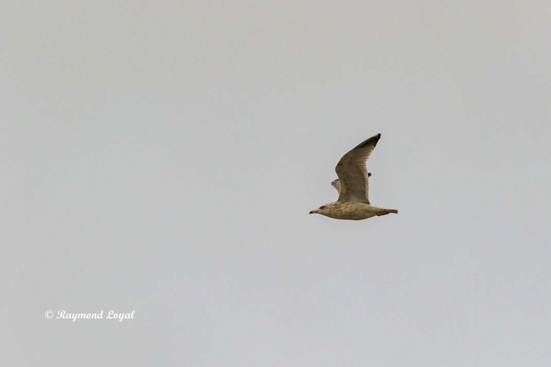 sturmmoewe vogel flug