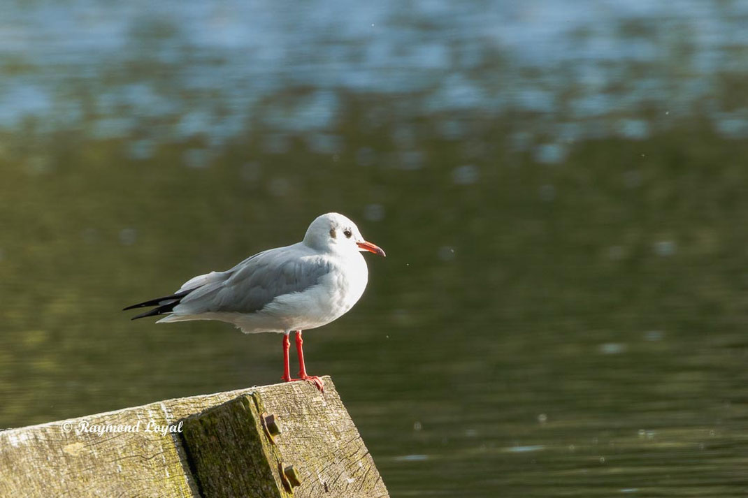 lachmoewe vogel sitzen