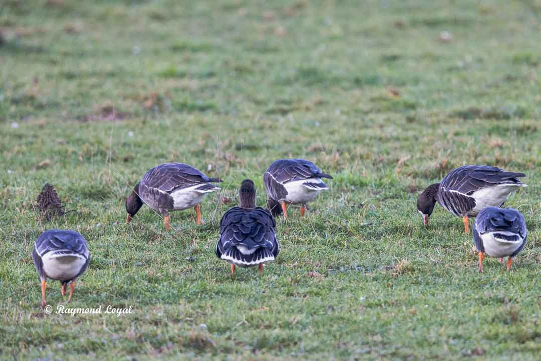blaessgans vogel wiese