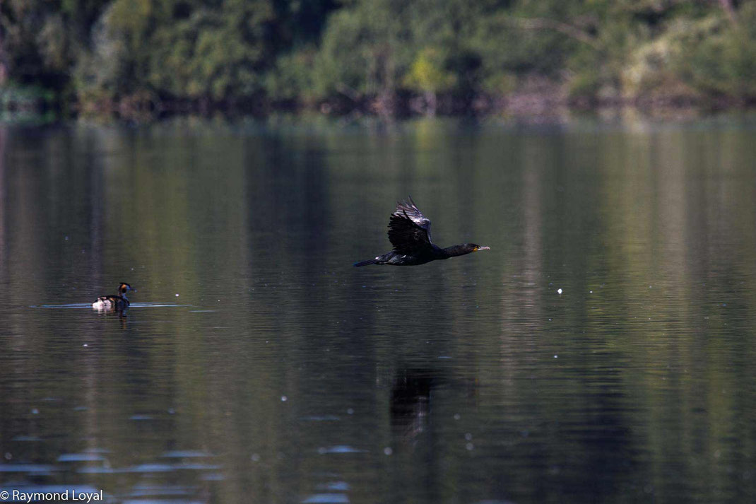 kormoran phalacrocorax carbo flug wasser